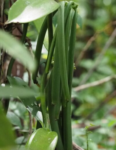 Vanille de Sainte Marie Madagascar