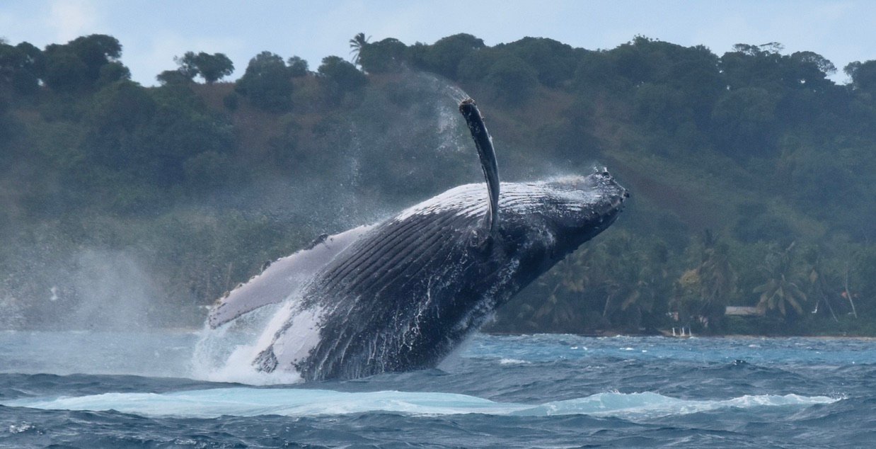 Baleine à bosse avec son bébé